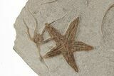 Ordovician Fossil Starfish and Brittle Star Plate - Morocco #221075-1